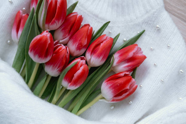 A bouquet of red and white tulips nestled on a soft white sweater with decor.