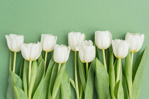 istock Fresh white tulips arranged elegantly against a green background, Spring background , Place for a text 2200270627