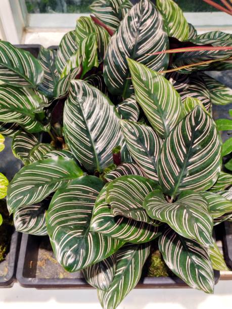 istock Calathea veitchiana 2200270888