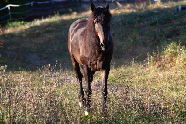 Horse grazing side view portrait.