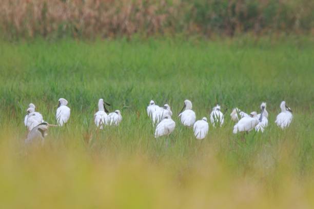 istock Spoonbills Foraging in a Lush Green Wetland 2200278261