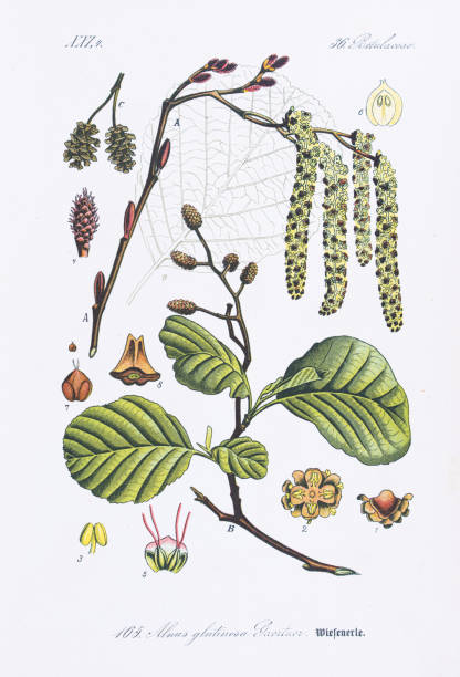 Black alder chromolithograph 1886 Flora von Deutschland Dr. Thomé - Rare/Original from Flora of Germany, Austria and Switzerland 1886 alder tree drawing stock illustrations