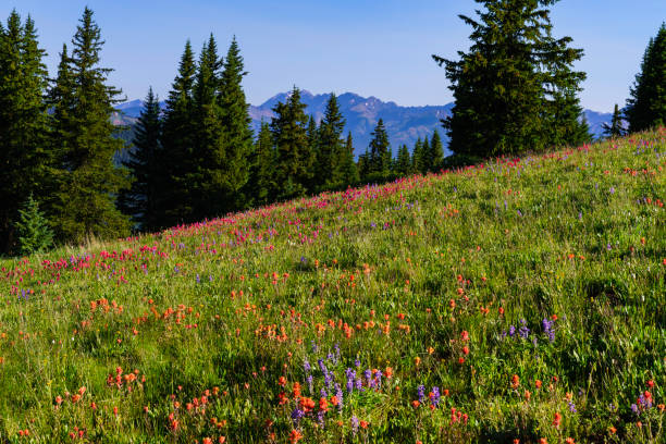 istock Colorful Mountain Wildflowers and Rugged Gore Range Mountains 2200280109