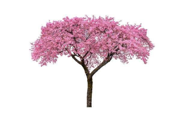 istock Pink flower, Cherry blossoms tree isolated on white background. 2200284068