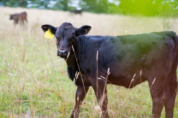 Closeup of a cute young black beef cow with a yellow tag on its ear that is looking at the camera in the summertime in a farmers field in rural Canada.