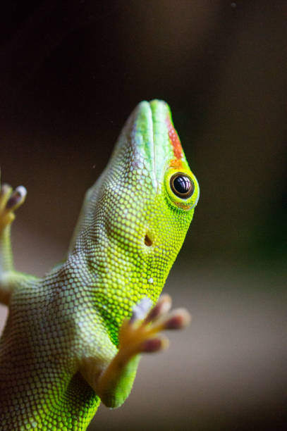 istock Portrait of a Gekko 2200285466