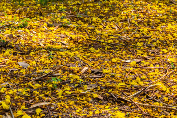 yellow ipe flower fallen in a forest in Brazil
