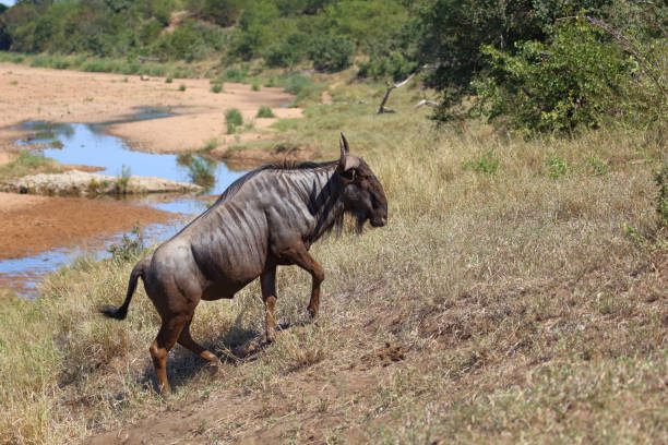 istock Streifengnu / Blue wildebeest / Connochaetes taurinus 2200286550