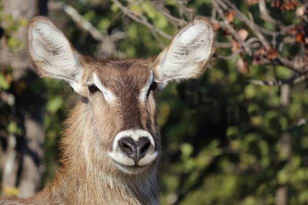 Wasserbock / Waterbuck / Kobus ellipsiprymnus
