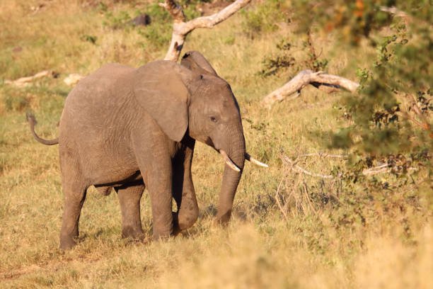 istock Afrikanischer Elefant / African elephant / Loxodonta africana 2200287839