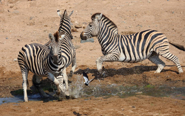 istock Steppenzebra / Burchell's zebra / Equus quagga burchellii 2200288108