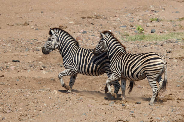 istock Steppenzebra / Burchell's zebra / Equus quagga burchellii 2200288136