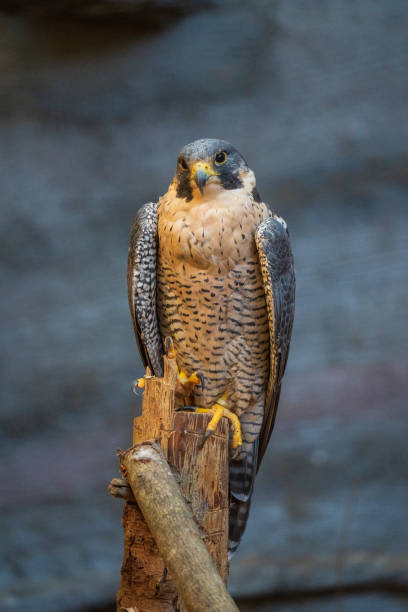 Female sparrowhawk in the woods