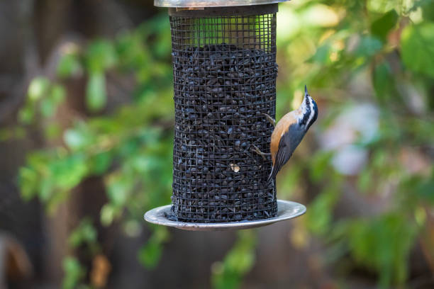 White-crowned sparrow bird feeding on a feeder.