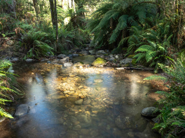 istock Small mountain creek with crystal clear water surrounded by tree ferns 2200297811