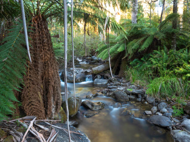 istock Mountain stream surrounded by lush tree ferns and tall trees 2200297817