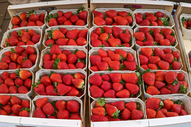 istock strawberries in boxes for sale 2200300534