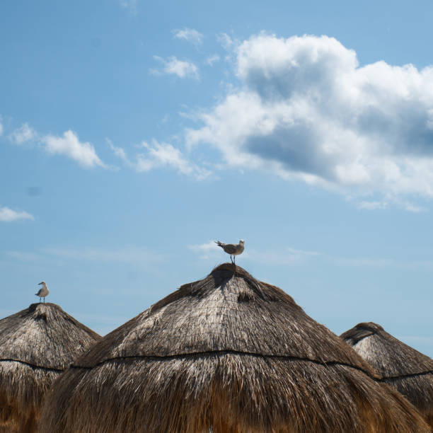 istock Seagulls Resting on Thatched Beach Umbrellas Under a Blue Sky 2200301386