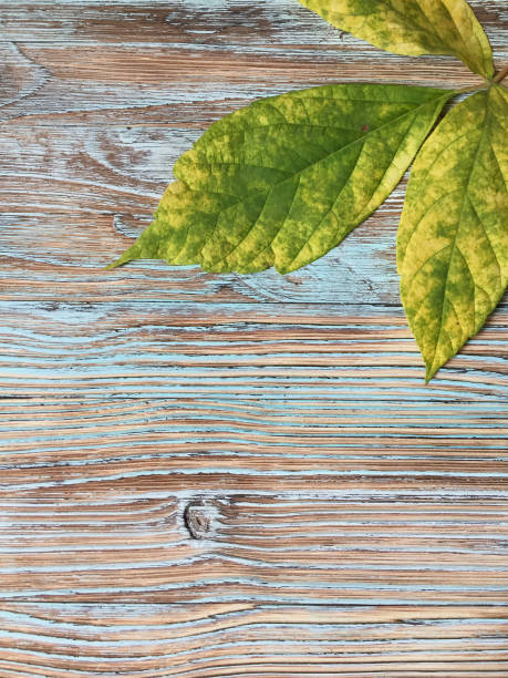 Green leaves on old wooden background. Copy space for your text.