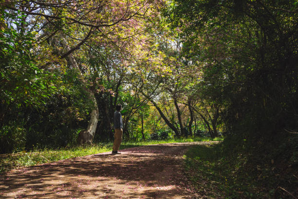 istock solo traveler in nature concept with asian man camping and sightseeing with pink cherry blossom tree in springtime season 2200306708
