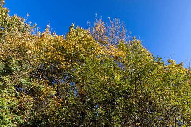 falling falling foliage of trees in the fall of leaves, autumn park with deciduous trees on a autumn day