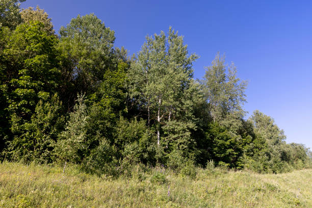 istock the edge of the mixed forest with deciduous trees and green grass 2200307335
