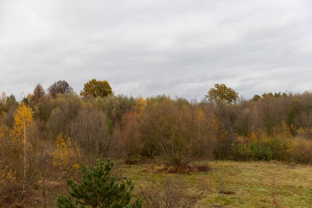 istock hilly area with birch trees and other trees with yellow and orange foliage 2200307467