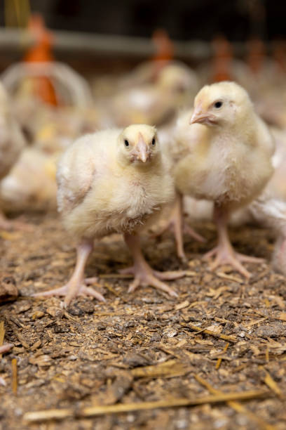 istock small chickens in down and feathers during cultivation at a poultry farm 2200307470