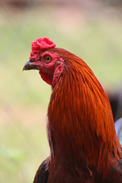 Close up of a rooster's face standing still