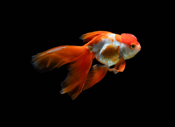 istock goldfish isolated on a dark black background 2200312415