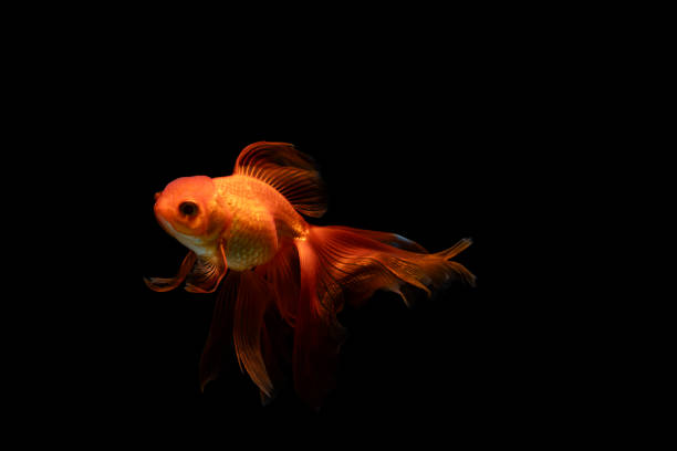 Goldfish in aquarium