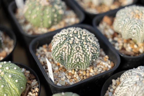 istock Astrophytum cactus close up with Akadema stone . 2200312454