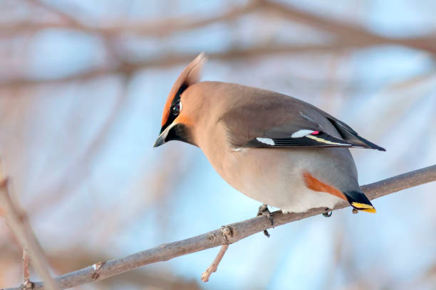 A singing bird, the Waxwing, sits on a tree branch.