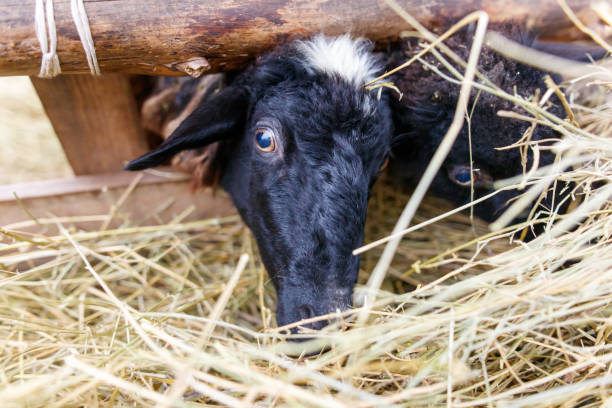 A black and white goat is eating hay. The goat is looking at the camera