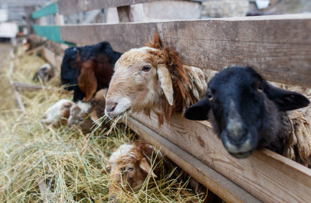 istock A group of sheep are eating hay in a pen 2200314311