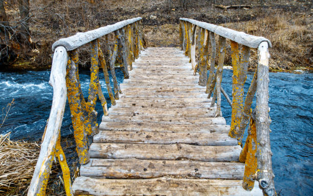 forest, creek, wood, bridge