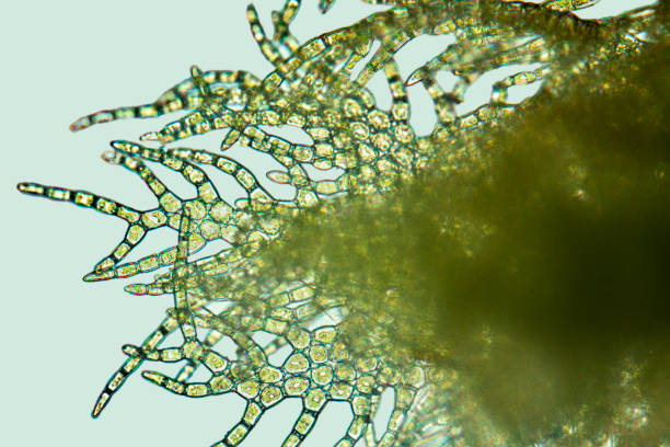 istock Highly divided leaf from a filiform New Hampshire fringewort 2200318145