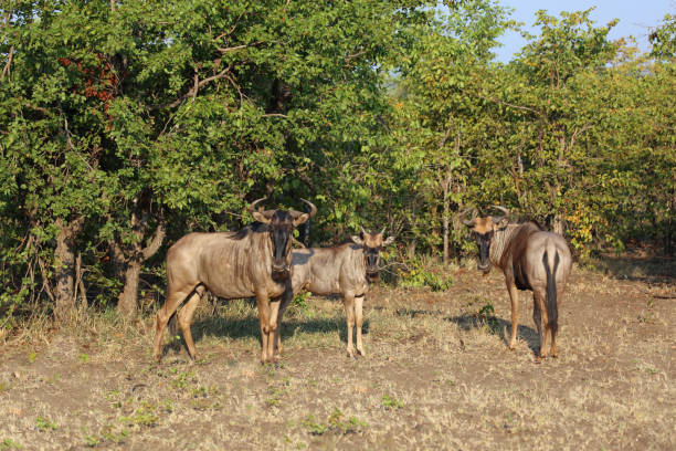 istock Streifengnu / Blue wildebeest / Connochaetes taurinus 2200321952