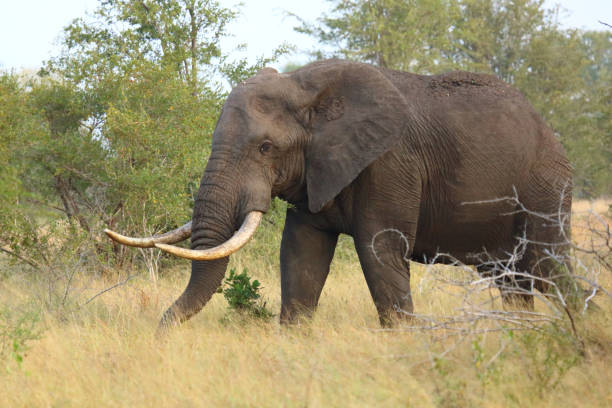 istock Afrikanischer Elefant / African elephant / Loxodonta africana 2200323080