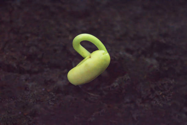 Young bright green bean sprout just emerging from the ground