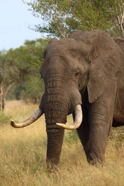 istock Afrikanischer Elefant / African elephant / Loxodonta africana 2200323248