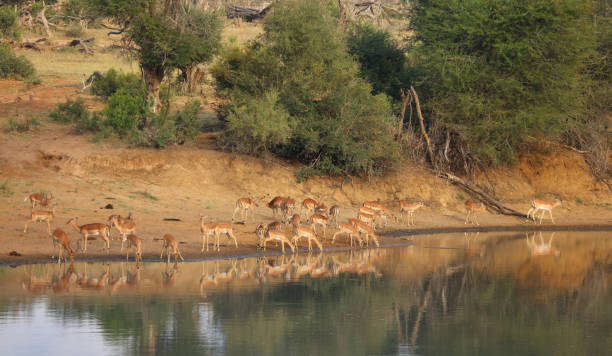 istock Schwarzfersenantilope / Impala / Aepyceros melampus 2200324044