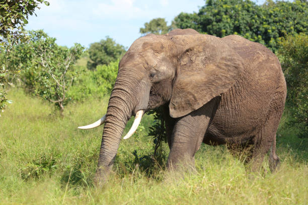 istock Afrikanischer Elefant / African elephant / Loxodonta africana 2200324495