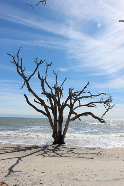 istock Solitary tree on sandy beach with clear sky 2200325211