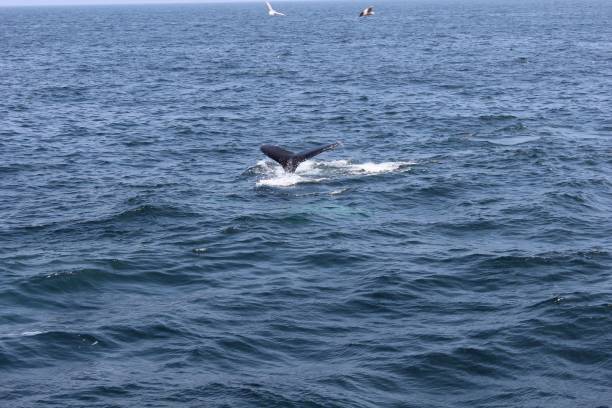 istock Majestic whale in the ocean 2200325841