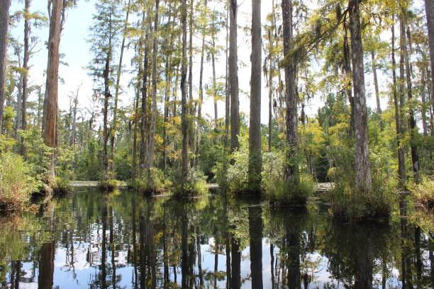 istock Serene swamp landscape with cypress trees. 2200325885