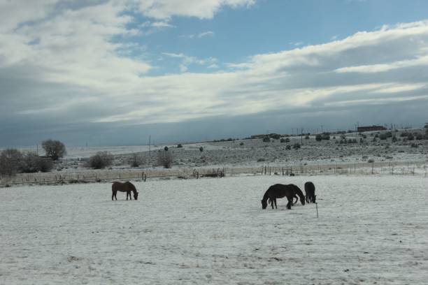 istock Horses on a snowy landscape 2200325895
