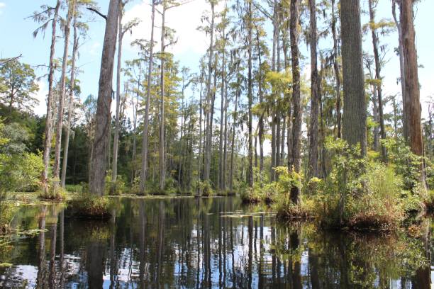 istock Serene swamp landscape with tall trees. 2200325913