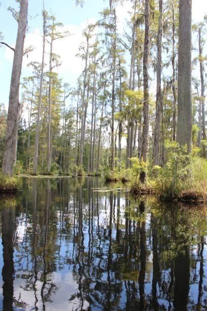 istock Serene swamp landscape with reflections. 2200325946