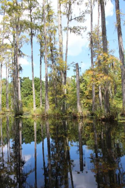 istock Cypress Trees Reflecting in Swamp 2200325968